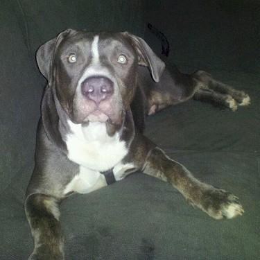 MJs Pit Rescue and Kennels Tank Pit Bull.jpg